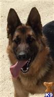 german shepherd puppy posted by SmokingGunRanch