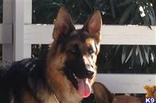 german shepherd puppy posted by SmokingGunRanch
