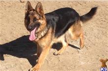 german shepherd puppy posted by SmokingGunRanch