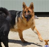 German Shepherd