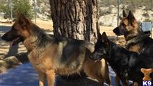 German Shepherd