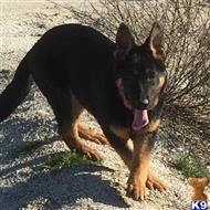 german shepherd puppy posted by SmokingGunRanch