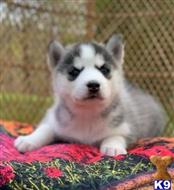 siberian husky puppy posted by Smorty7458