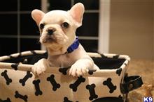 french bulldog puppy posted by SoCalfinest