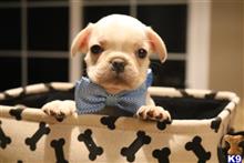 french bulldog puppy posted by SoCalfinest