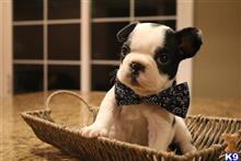 french bulldog puppy posted by Socal_finest_bullyz