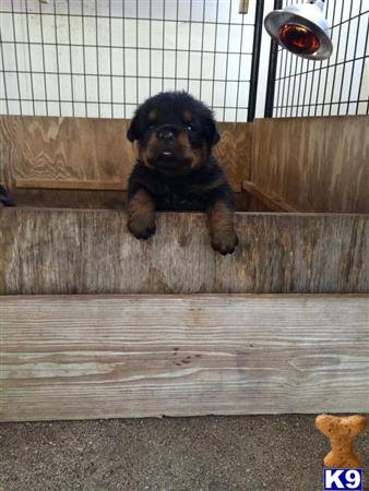 rottweiler puppy posted by SonolineRottweilers
