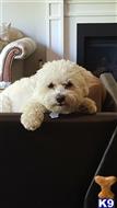 Coton De Tulear