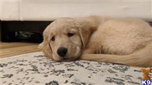 golden retriever puppy posted by Spectre88