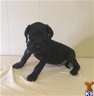 great dane puppy posted by SpectrumDanes