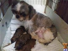 mixed breed puppy posted by SpoiledrottenKritters