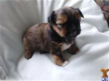 mixed breed puppy posted by SpoiledrottenKritters