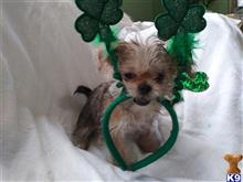 mixed breed puppy posted by SpoiledrottenKritters