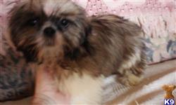 shih tzu puppy posted by SpoiledrottenKritters