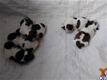 shih tzu puppy posted by SpoiledrottenKritters
