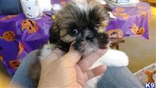 shih tzu puppy posted by SpoiledrottenKritters