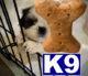 shih tzu puppy posted by SpoiledrottenKritters