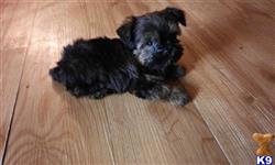 yorkshire terrier puppy posted by SpoiledrottenKritters