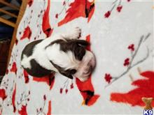english springer spaniel puppy posted by Springermom