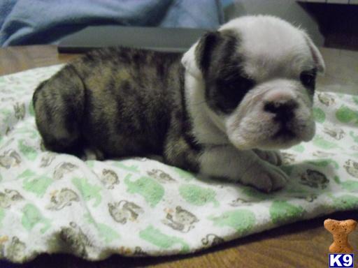english bulldog puppy posted by Ssaseae