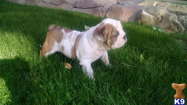 english bulldog puppy posted by Ssaseae