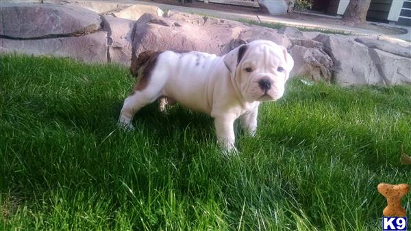 english bulldog puppy posted by Ssaseae