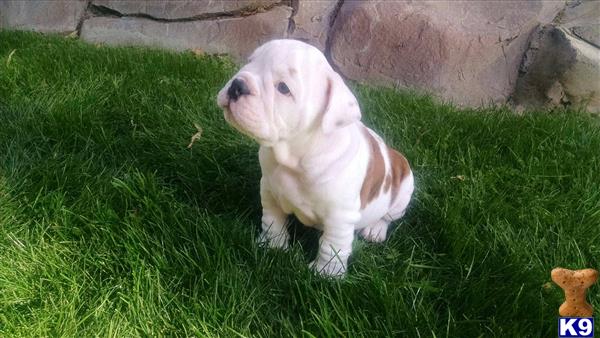english bulldog puppy posted by Ssaseae