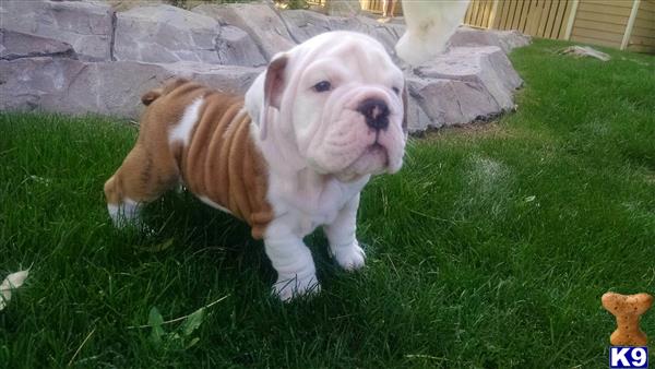 english bulldog puppy posted by Ssaseae