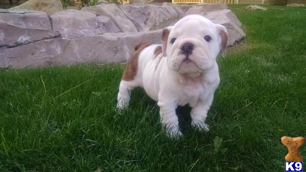 english bulldog puppy posted by Ssaseae