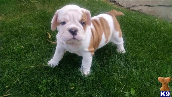 english bulldog puppy posted by Ssaseae
