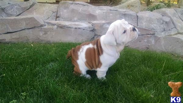 english bulldog puppy posted by Ssaseae