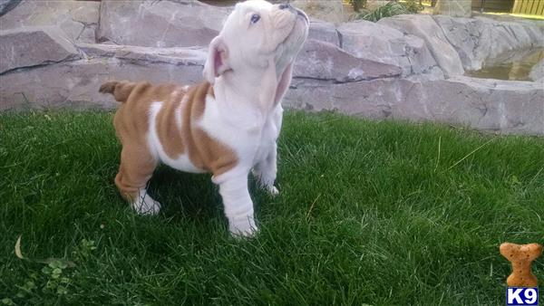 english bulldog puppy posted by Ssaseae