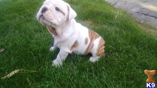 english bulldog puppy posted by Ssaseae