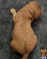 goldendoodles puppy posted by Ssoto87