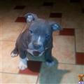 american pit bull puppy posted by Staccz