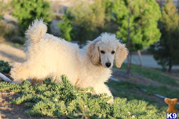 poodle puppy posted by Standard_Poodles3