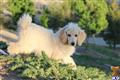poodle puppy posted by Standard_Poodles3
