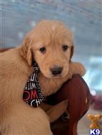 golden retriever puppy posted by Starkeymax