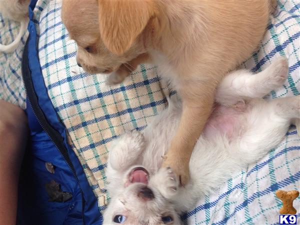 chihuahua puppy posted by Steelina_