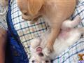 chihuahua puppy posted by Steelina_