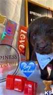 labradoodle puppy posted by StellarDoodle