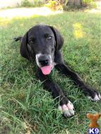 great dane puppy posted by Stephann44