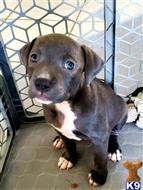 american pit bull puppy posted by Stephspups