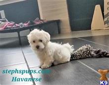 havanese puppy posted by Stephspups