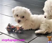 havanese puppy posted by Stephspups
