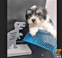 havanese puppy posted by Stephspups