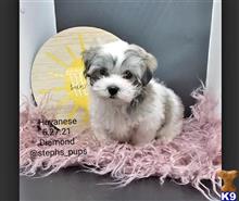 havanese puppy posted by Stephspups