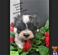 havanese puppy posted by Stephspups