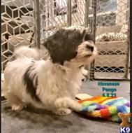 havanese puppy posted by Stephspups
