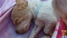 brittany puppy posted by Stessy